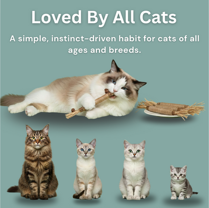 Calmara Natural Silvervine Dental Sticks